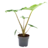Alocasia Zebrina - Olifantsoor - P14 H40 - Kamerplant 1 Alocasia Zebrina - Olifantsoor - P14 H40 - Kamerplant -uinbenodigdheden Verkoop 2024 alocasia zebrina olifantsoor p14 h40 1 14