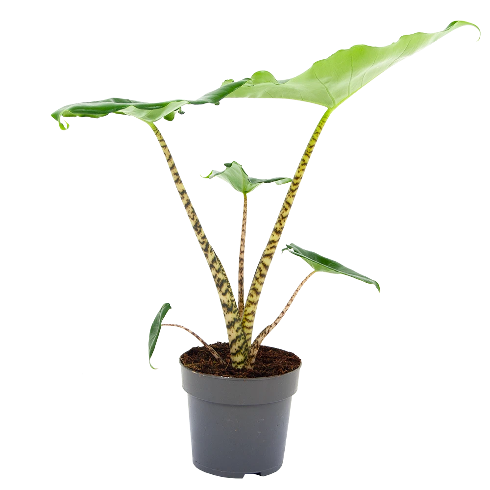 Alocasia Zebrina - Olifantsoor - P14 H40 - Kamerplant 3 Alocasia Zebrina - Olifantsoor - P14 H40 - Kamerplant