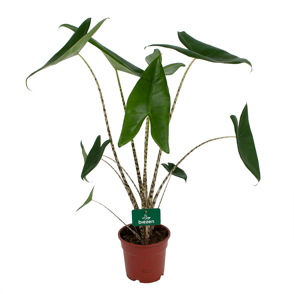 Alocasia Zebrina - Olifantsoor - P17 H60 - Kamerplant 3 Alocasia Zebrina - Olifantsoor - P17 H60 - Kamerplant