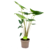 Alocasia Zebrina - Olifantsoor - P21 H70 - Kamerplant -uinbenodigdheden Verkoop 2024 alocasia zebrina olifantsoor p21 h100 4 12