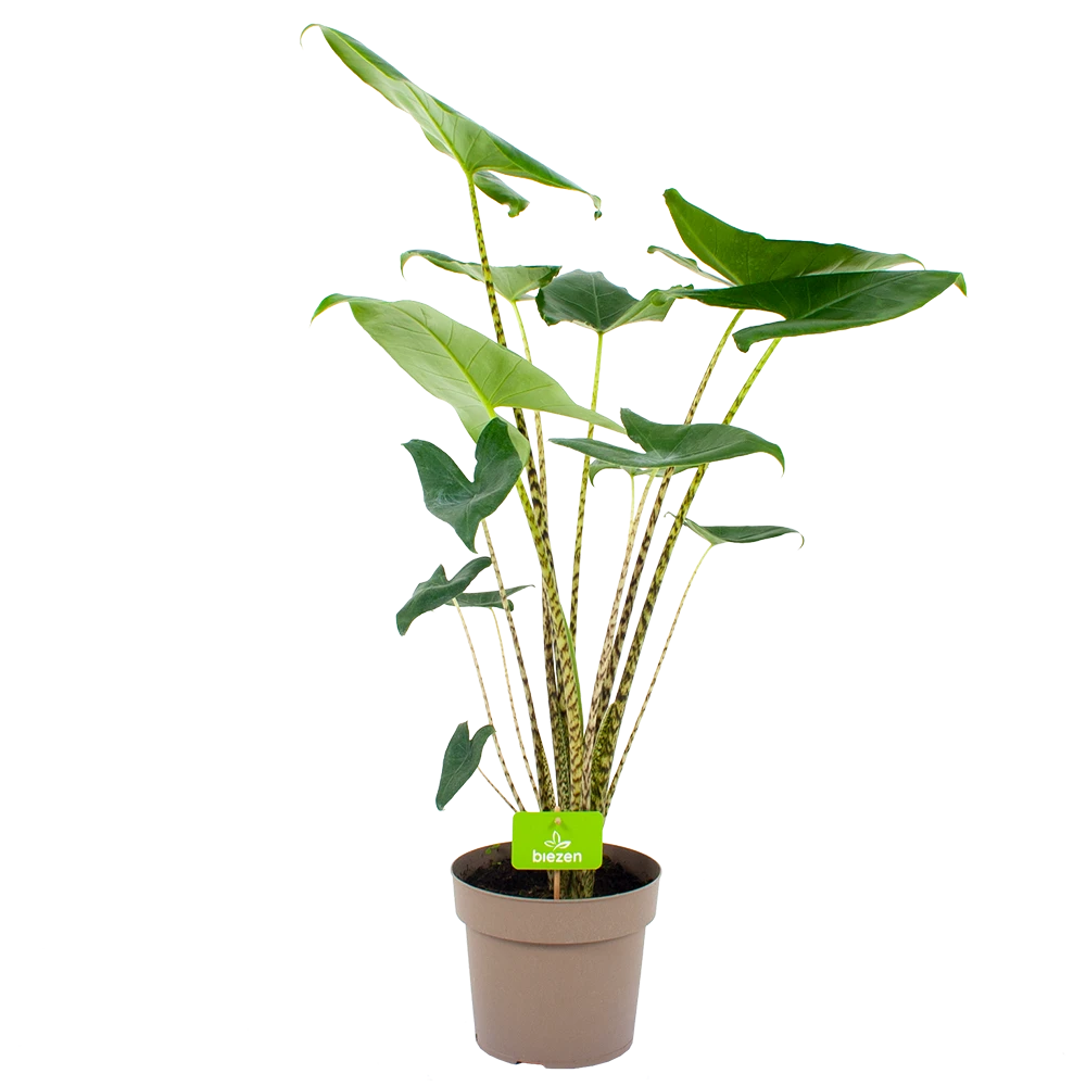 Alocasia Zebrina - Olifantsoor - P21 H70 - Kamerplant 3 Alocasia Zebrina - Olifantsoor - P21 H70 - Kamerplant