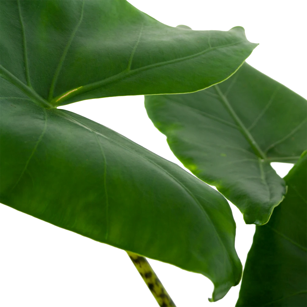 Alocasia Zebrina - Olifantsoor - P21 H70 - Kamerplant 4 Alocasia Zebrina - Olifantsoor - P21 H70 - Kamerplant - Image 2
