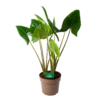 Alocasia Zebrina - Olifantsoor - P24 H90 - Kamerplant -uinbenodigdheden Verkoop 2024 alocasia zebrina olifantsoor p24 h90 1