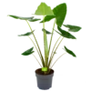 Alocasia Zebrina - Olifantsoor - P32 H120 - Kamerplant -uinbenodigdheden Verkoop 2024 alocasia zebrina olifantsoor p32 h120 4 12