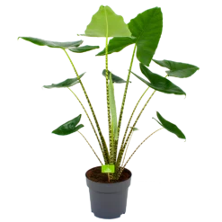 Alocasia Zebrina - Olifantsoor - P32 H120 - Kamerplant