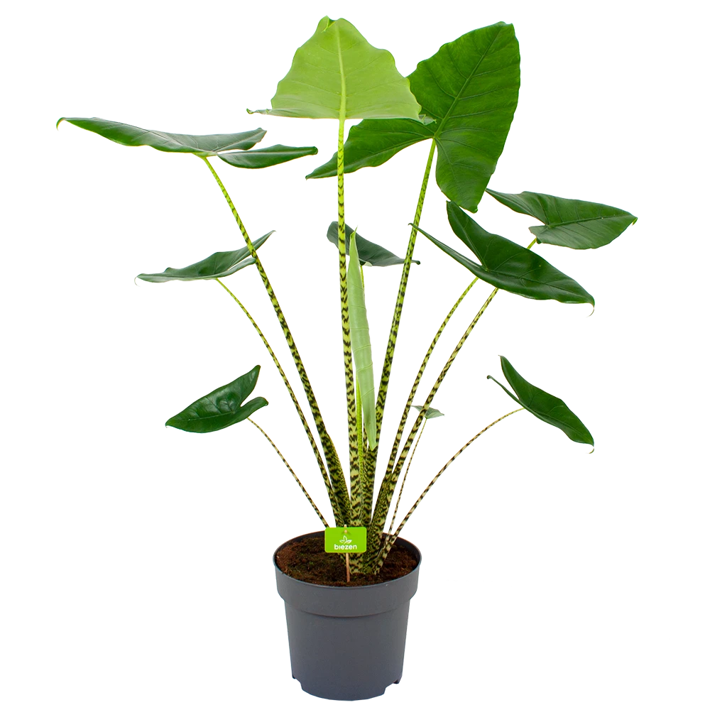 Alocasia Zebrina - Olifantsoor - P32 H120 - Kamerplant 3 Alocasia Zebrina - Olifantsoor - P32 H120 - Kamerplant