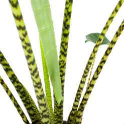 Alocasia Zebrina - Olifantsoor - P32 H120 - Kamerplant 8 Alocasia Zebrina - Olifantsoor - P32 H120 - Kamerplant -uinbenodigdheden Verkoop 2024 alocasia zebrina olifantsoor p32 h120 6