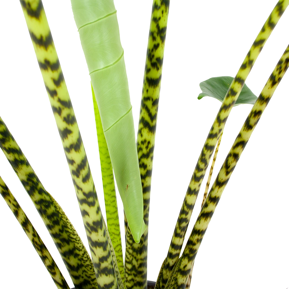 Alocasia Zebrina - Olifantsoor - P32 H120 - Kamerplant 5 Alocasia Zebrina - Olifantsoor - P32 H120 - Kamerplant - Image 3