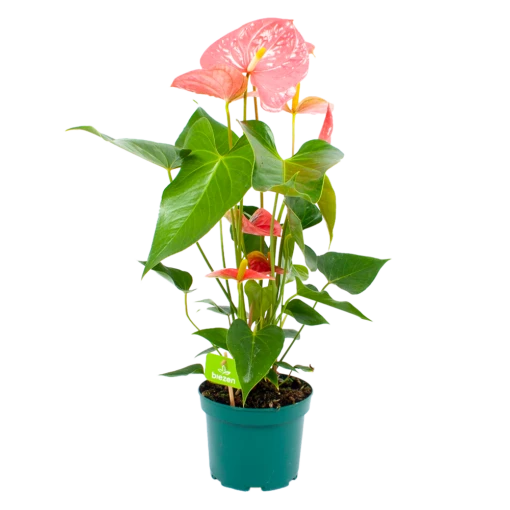 Anthurium Andreanum - Flamingoplant - P17 H70 Roze - Kamerplant 4 Anthurium Andreanum - Flamingoplant - P17 H70 Roze - Kamerplant -uinbenodigdheden Verkoop 2024 anthurium andreanum flamingoplant p17 h70 roze 1 1