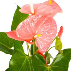 Anthurium Andreanum - Flamingoplant - P17 H70 Roze - Kamerplant 6 Anthurium Andreanum - Flamingoplant - P17 H70 Roze - Kamerplant -uinbenodigdheden Verkoop 2024 anthurium andreanum flamingoplant p17 h70 roze 5 1