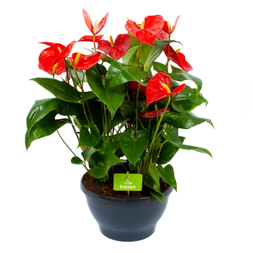 Anthurium Andreanum - Flamingoplant - P30 H80 Rood - Kamerplant 3 Anthurium Andreanum - Flamingoplant - P30 H80 Rood - Kamerplant -uinbenodigdheden Verkoop 2024 anthurium andreanum flamingoplant p30 h80 rood 1 1