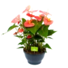 Anthurium Andreanum - Flamingoplant - P30 H80 Roze - Kamerplant -uinbenodigdheden Verkoop 2024 anthurium andreanum flamingoplant p30 h80 roze 1 1