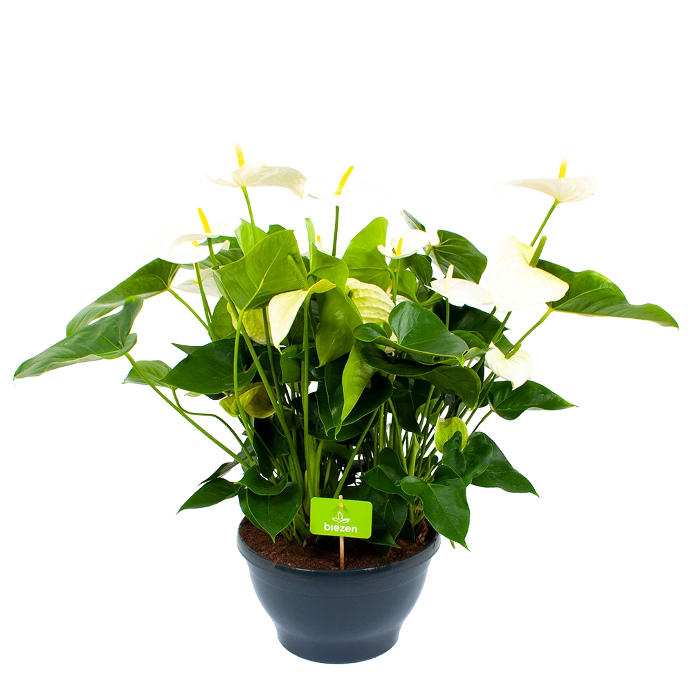 Anthurium Andreanum - Flamingoplant - P30 H80 Wit - Kamerplant 3 Anthurium Andreanum - Flamingoplant - P30 H80 Wit - Kamerplant
