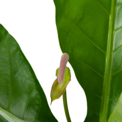 Anthurium Brownii Arrow - P15 H60 - Kamerplant -uinbenodigdheden Verkoop 2024 anthurium brownii arrow p15 h60 5