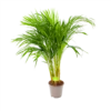 Areca - Goudpalm - P17 H90 - Kamerplant 2 Areca - Goudpalm - P17 H90 - Kamerplant -uinbenodigdheden Verkoop 2024 areca goudpalm p17 h90 1 3