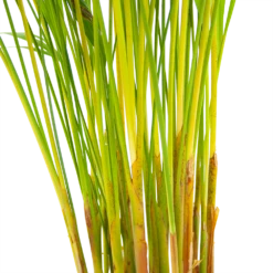 Areca - Goudpalm - P17 H90 - Kamerplant -uinbenodigdheden Verkoop 2024 areca goudpalm p17 h90 6 2