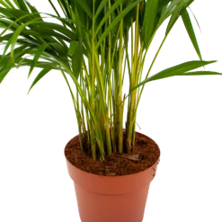 Areca - Goudpalm - P21 H100 - Kamerplant -uinbenodigdheden Verkoop 2024 areca goudpalm p21 h100 6 1
