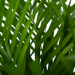 Areca - Goudpalm - P24 H120 - Kamerplant -uinbenodigdheden Verkoop 2024 areca goudpalm p24 h120 5