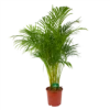 Areca - Goudpalm - P24 H140 - Kamerplant 2 Areca - Goudpalm - P24 H140 - Kamerplant -uinbenodigdheden Verkoop 2024 areca goudpalm p24 h140 kamerplant 1