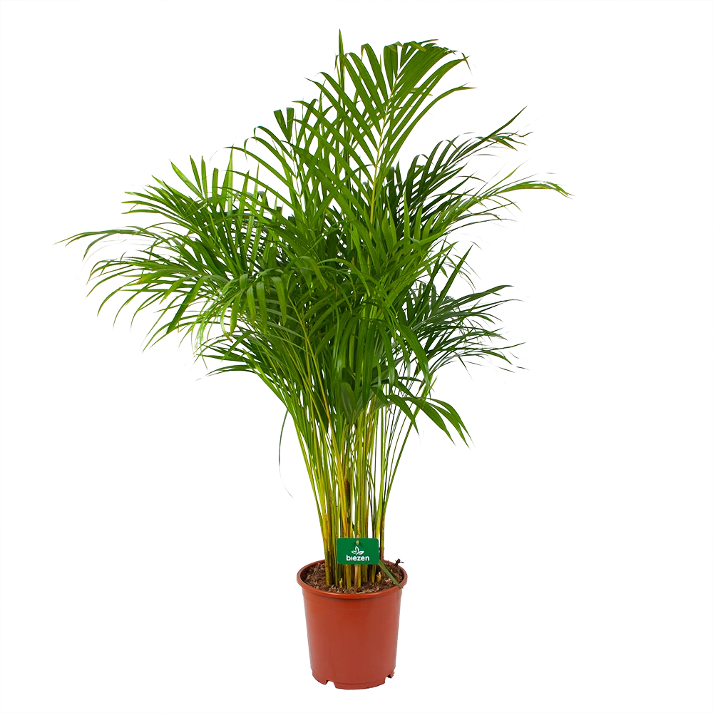 Areca - Goudpalm - P24 H140 - Kamerplant 3 Areca - Goudpalm - P24 H140 - Kamerplant