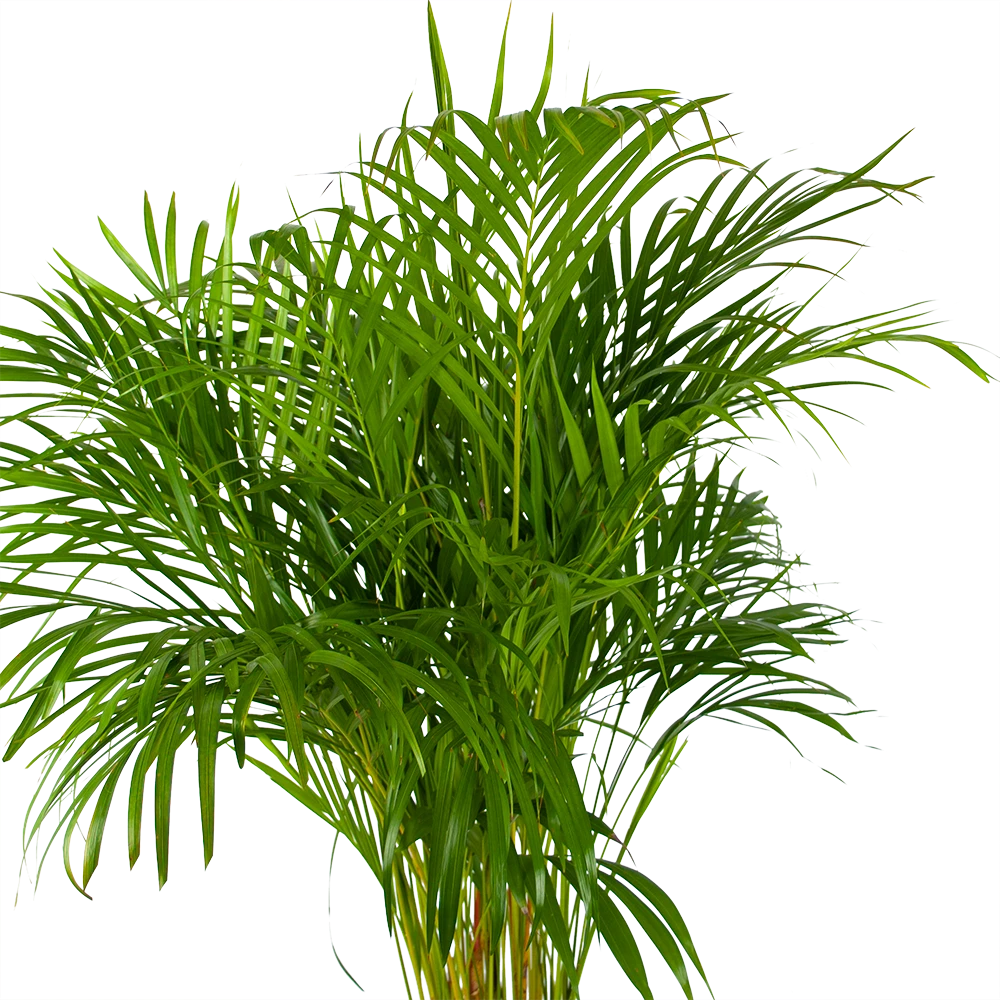 Areca - Goudpalm - P24 H140 - Kamerplant 4 Areca - Goudpalm - P24 H140 - Kamerplant - Image 2
