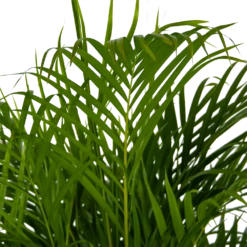 Areca - Goudpalm - P24 H140 - Kamerplant 8 Areca - Goudpalm - P24 H140 - Kamerplant -uinbenodigdheden Verkoop 2024 areca goudpalm p24 h140 kamerplant 4