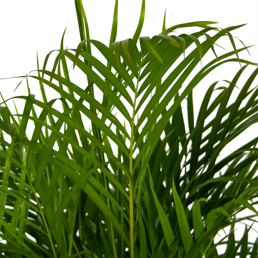Areca - Goudpalm - P24 H140 - Kamerplant 5 Areca - Goudpalm - P24 H140 - Kamerplant - Image 3