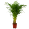 Areca - Goudpalm - P27 H180 - Kamerplant