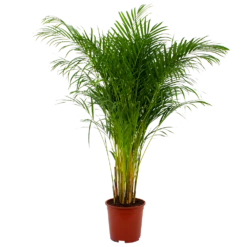 Areca - Goudpalm - P27 H180 - Kamerplant