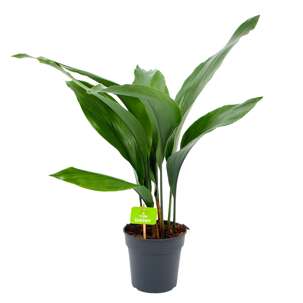 Aspidistra Elatior - Kwartjesplant - P15 H60 - Kamerplant 3 Aspidistra Elatior - Kwartjesplant - P15 H60 - Kamerplant