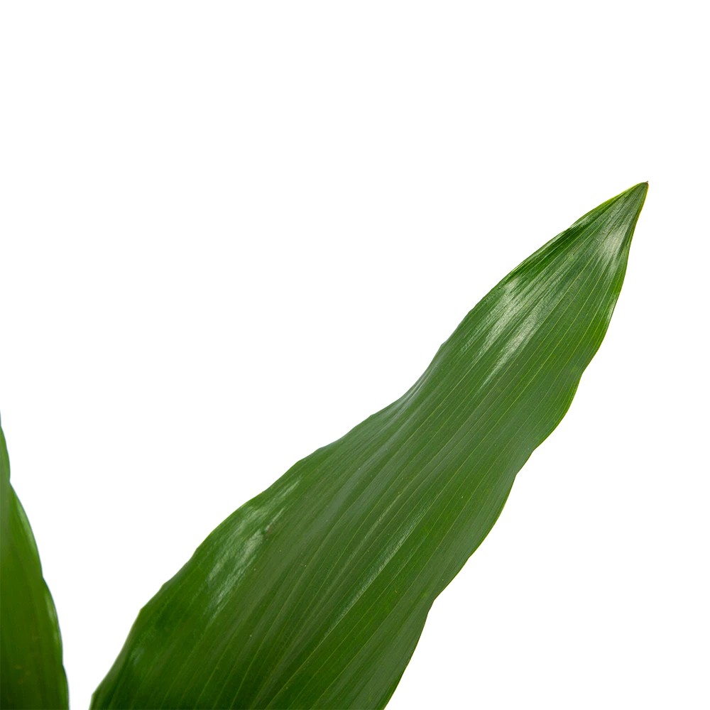 Aspidistra Elatior - Kwartjesplant - P15 H60 - Kamerplant 4 Aspidistra Elatior - Kwartjesplant - P15 H60 - Kamerplant - Image 2
