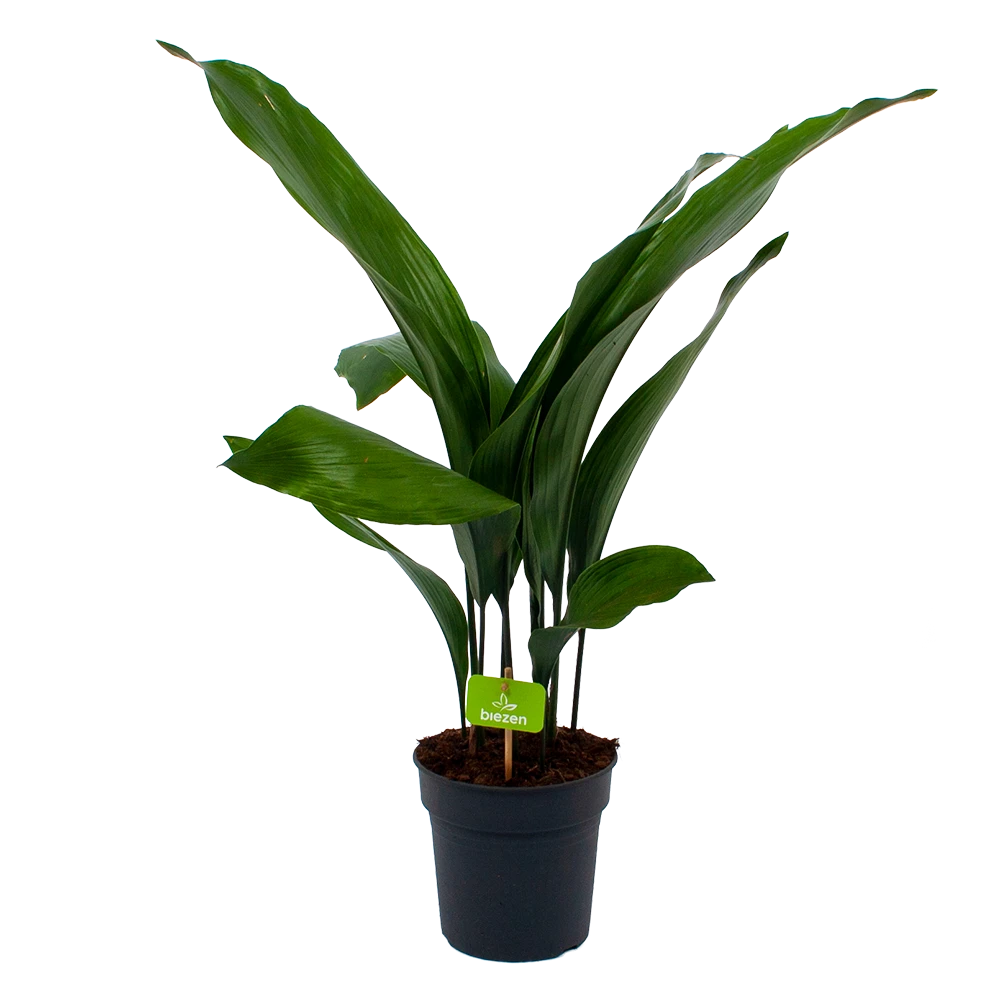 Aspidistra Elatior - Kwartjesplant - P17 H70 - Kamerplant 3 Aspidistra Elatior - Kwartjesplant - P17 H70 - Kamerplant