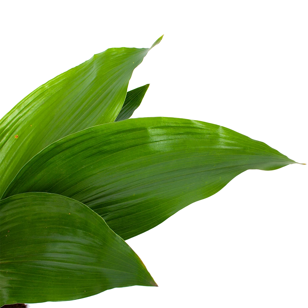 Aspidistra Elatior - Kwartjesplant - P17 H70 - Kamerplant 4 Aspidistra Elatior - Kwartjesplant - P17 H70 - Kamerplant - Image 2