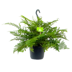 Asplenium Parvati - Moedervaren - In Hangpot - P17 H30 - Kamerplant