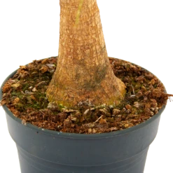 Beaucarnea Recurvata - Op Stam - Olifantenpoot - P21 H60 - Kamerplant 7 Beaucarnea Recurvata - Op Stam - Olifantenpoot - P21 H60 - Kamerplant -uinbenodigdheden Verkoop 2024 beaucarnea recurvata op stam olifantenpoot p21 h60 5 1