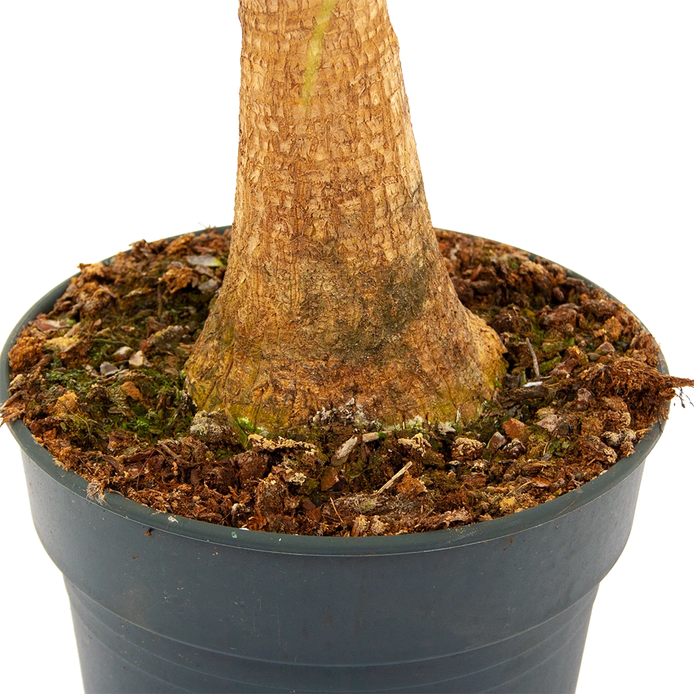 Beaucarnea Recurvata - Op Stam - Olifantenpoot - P21 H60 - Kamerplant 4 Beaucarnea Recurvata - Op Stam - Olifantenpoot - P21 H60 - Kamerplant - Image 2