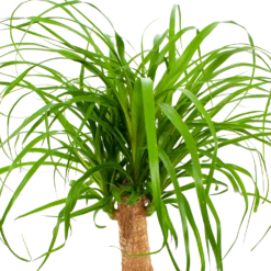 Beaucarnea Recurvata - Op Stam - Olifantenpoot - P21 H60 - Kamerplant 8 Beaucarnea Recurvata - Op Stam - Olifantenpoot - P21 H60 - Kamerplant -uinbenodigdheden Verkoop 2024 beaucarnea recurvata op stam olifantenpoot p21 h60 6 1