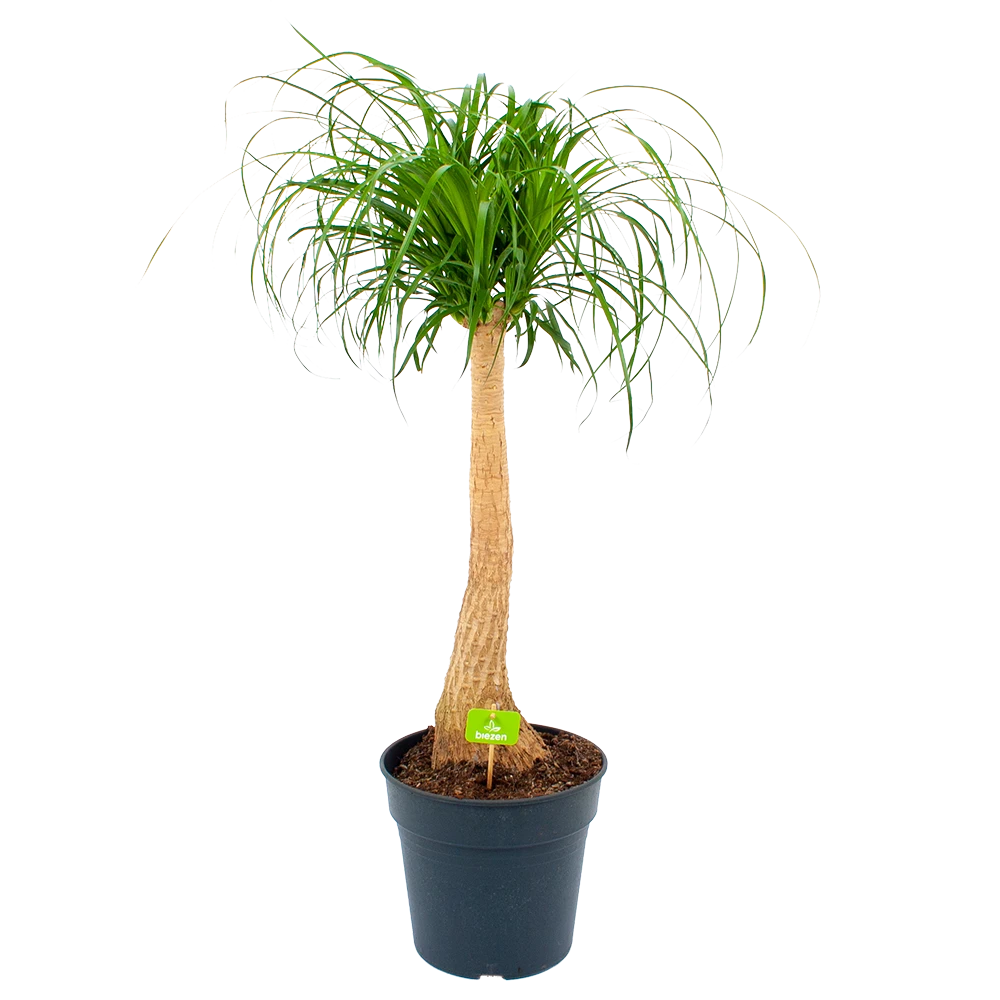 Beaucarnea Recurvata - Op Stam - Olifantenpoot - P27 H100 - Kamerplant 3 Beaucarnea Recurvata - Op Stam - Olifantenpoot - P27 H100 - Kamerplant