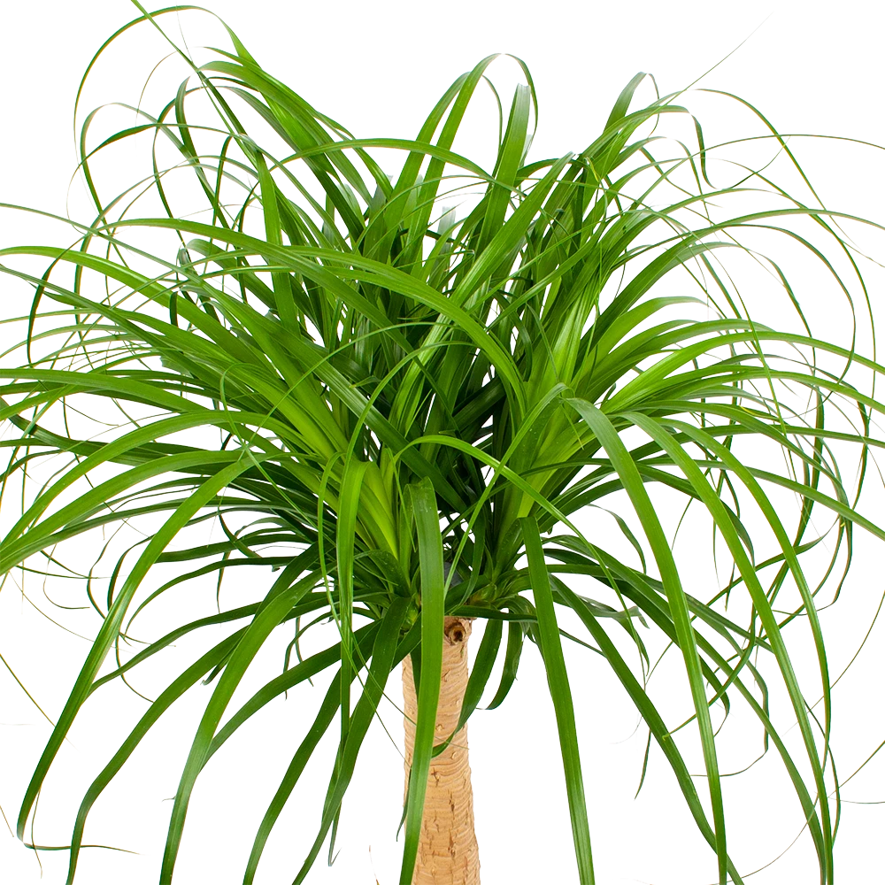 Beaucarnea Recurvata - Op Stam - Olifantenpoot - P27 H100 - Kamerplant 4 Beaucarnea Recurvata - Op Stam - Olifantenpoot - P27 H100 - Kamerplant - Image 2