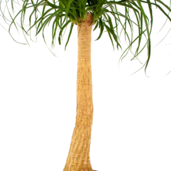 Beaucarnea Recurvata - Op Stam - Olifantenpoot - P27 H100 - Kamerplant 8 Beaucarnea Recurvata - Op Stam - Olifantenpoot - P27 H100 - Kamerplant -uinbenodigdheden Verkoop 2024 beaucarnea recurvata op stam olifantenpoot p27 h100 6 1