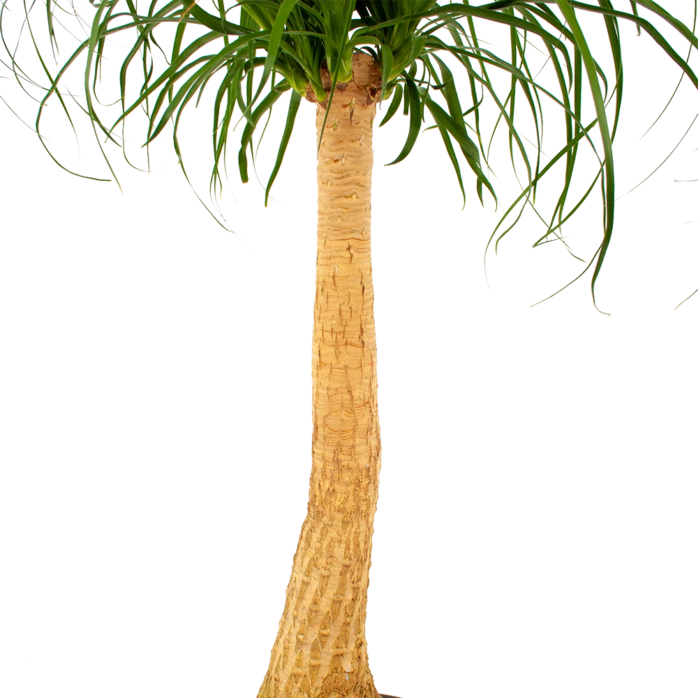 Beaucarnea Recurvata - Op Stam - Olifantenpoot - P27 H100 - Kamerplant 5 Beaucarnea Recurvata - Op Stam - Olifantenpoot - P27 H100 - Kamerplant - Image 3