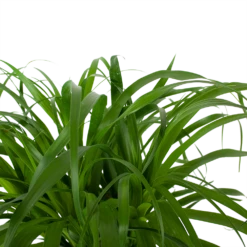 Beaucarnea Recurvata - Op Stam - Olifantenpoot - P32 H130 - Kamerplant -uinbenodigdheden Verkoop 2024 beaucarnea recurvata op stam olifantenpoot p32 h130 6 3