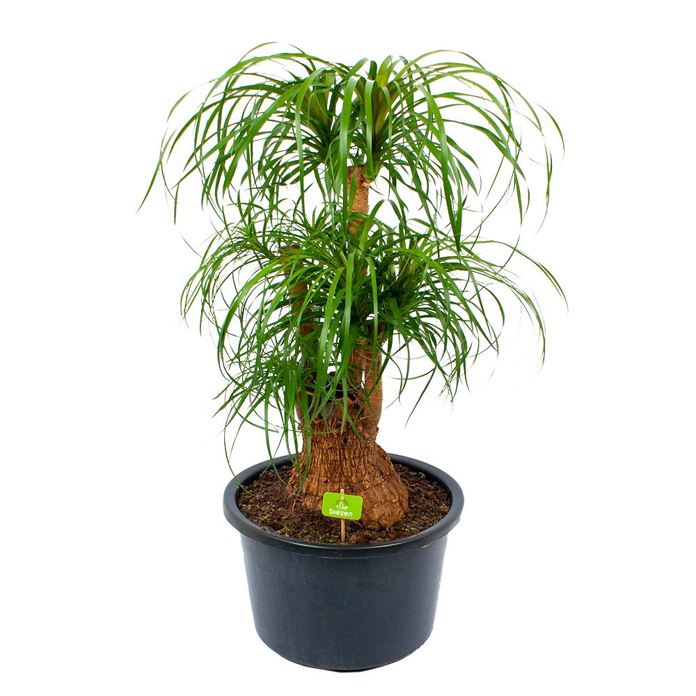 Beaucarnea Recurvata - Vertakt - Olifantenpoot - P38 H110 - Kamerplant 3 Beaucarnea Recurvata - Vertakt - Olifantenpoot - P38 H110 - Kamerplant