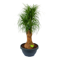 Beaucarnea Recurvata - Vertakt - Olifantenpoot - P44 H170 - Kamerplant