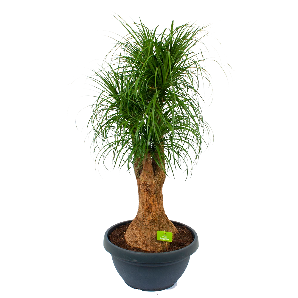 Beaucarnea Recurvata - Vertakt - Olifantenpoot - P44 H170 - Kamerplant 3 Beaucarnea Recurvata - Vertakt - Olifantenpoot - P44 H170 - Kamerplant