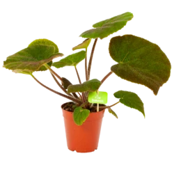 Begonia Masoniana Jungle - P15 H40 - Kamerplant