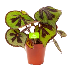 Begonia Masoniana Rock - P15 H30 - Kamerplant