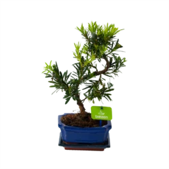 Bonsai Podocarpus Chinensis - P16 H30 - Kamerplant