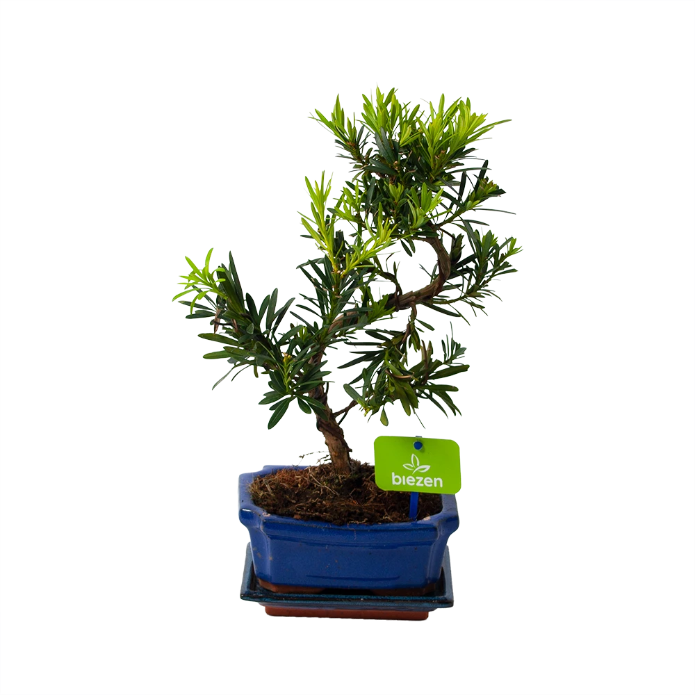 Bonsai Podocarpus Chinensis - P16 H30 - Kamerplant 3 Bonsai Podocarpus Chinensis - P16 H30 - Kamerplant