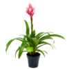 Bromelia Guzmania Candy - P12 H55 Roze - Kamerplant 2 Bromelia Guzmania Candy - P12 H55 Roze - Kamerplant -uinbenodigdheden Verkoop 2024 bromelia guzmania candy p12 h55 roze 4
